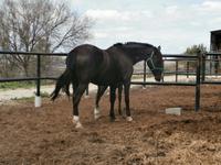 Bodega Jerez de la Frontera Real Tesoro
