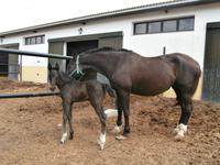Bodega Jerez de la Frontera Real Tesoro