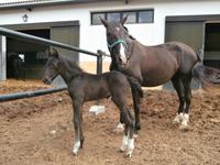 Bodega Jerez de la Frontera Real Tesoro-Fohlen 1 Tag alt
