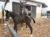 Bodega Jerez de la Frontera Real Tesoro-Fohlen 1 Tag alt