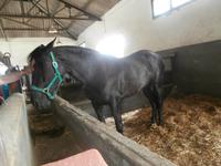 Bodega Jerez de la Frontera Real Tesoro-Hengste