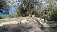 Gibraltar14