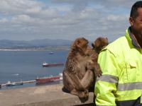 Gibraltars Affen
