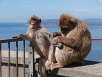 Gibraltars Affen