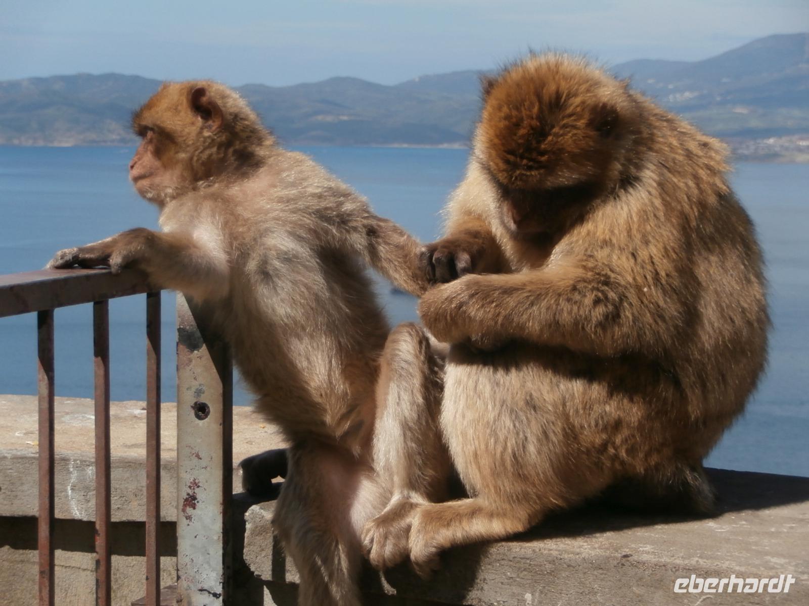 Gibraltars Affen