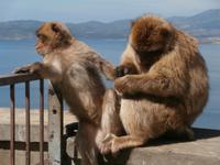 Gibraltars Affen