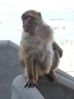 Gibraltars Affen