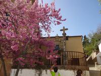 Judasbaum, auch Liebesbaum genannt