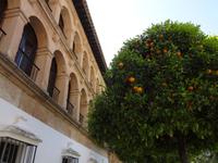 Rathaus mit Pomeranzenbaum