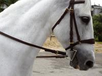 ich bin ein Andalusier