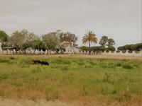 Wildschweinchen vor ehemaligem Plantagenpalast