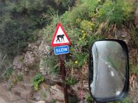 koennen die Affen bloss langsam gehen ? 