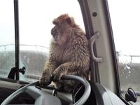 ich schau ob die Polizei kommt, OK ? Ich kann fahren ! 