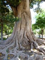 Sevilla Jardin del Murillo