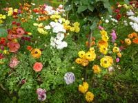 Granada Alhambra Ranunkeln