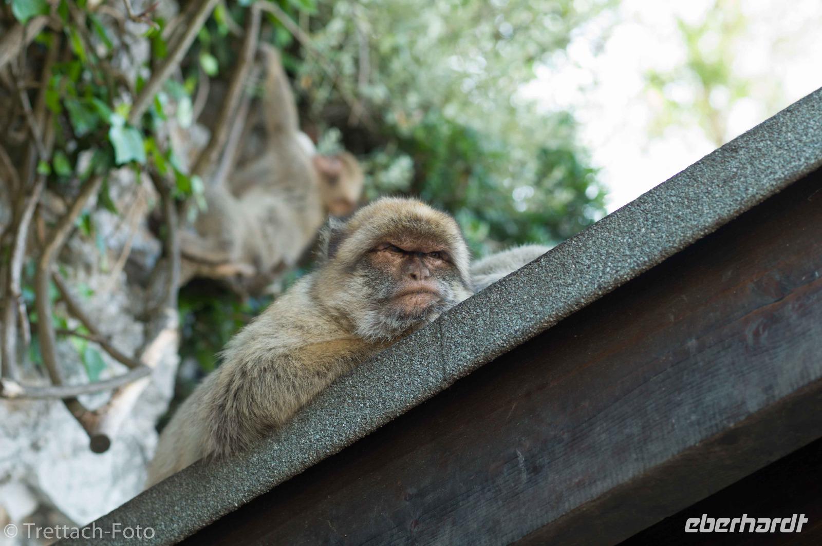 Gibraltar - Berberaffe