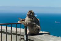 Gibraltar - Berberaffe - L9982557