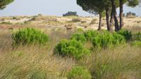 Doñana (32)