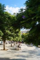 Jacaranda, Plaza de Merced, Málaga
