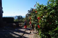 Hibiskusblüte und Passagierdampfer