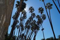 Palmen vor sonnigem Himmel, Palacio de la Aduana, Málaga