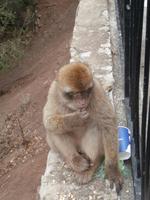 Gibraltar Berberaffen