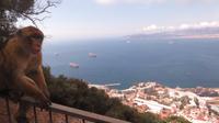Gibraltar - Affe