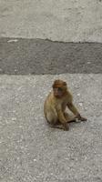 Gibraltar - Affe
