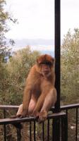 Gibraltar - Affe