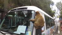 Gibraltar - Affe