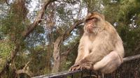 Gibraltar - Affe