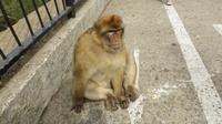 Gibraltar - Affe