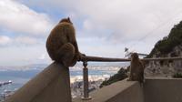Gibraltar - Affen