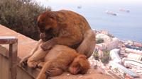 Gibraltar - Affen