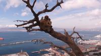 Gibraltar - Affen