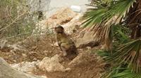 Gibraltar - Affe