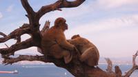 Gibraltar - Affen