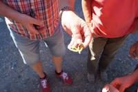 Das Innere einer Spritzgurke