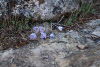 Crocus serotinus (spanischer Herbstkrokus)