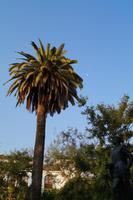 Palme, Don Juan und Mond bei Tag