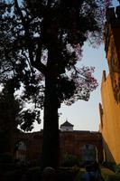 Kapokbaum im Eingangsbereich des Alcázar von Sevilla