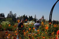 In den Gärten des Generalife (djannat al-arif = Garten des Architekten)