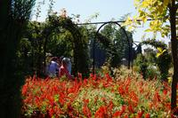 In den Gärten des Generalife (djannat al-arif = Garten des Architekten)