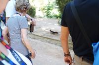 Ardilla negra (schwarzes Flämmchen = schwarzes Eichhörnchen)