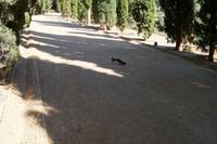 Ardilla negra (schwarzes Flämmchen = schwarzes Eichhörnchen)