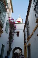 Neue Moschee, Córdoba