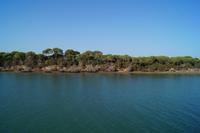 Kiefernwälder im Coto de Doñana