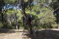 Schlaufenbaum - auch hiermit ist eine Legende verbunden