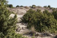 In den Dünen - Suchbild: Wo ist der Hirsch?