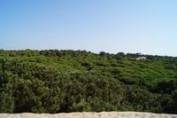Auf einer Düne stehend, schauen wir auf den Wald hinab. Was wie Buschwerk aussieht, sind Bäume von 11 - 12 M Höhe